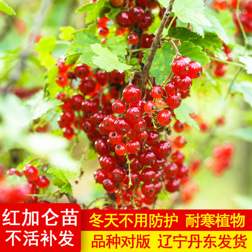 红加仑耐寒植物红茶藨子红醋栗