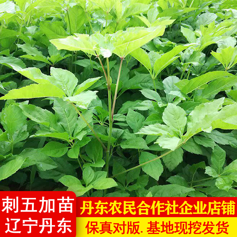 短梗刺五加苗五叶刺加皮种子种苗东北刺五加皮树苗南北方丹东发货
