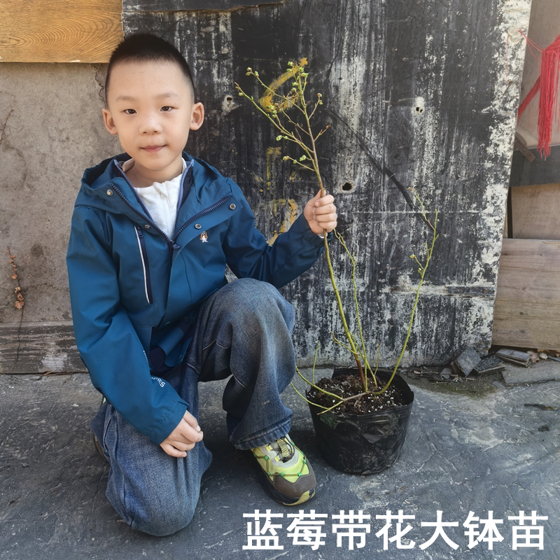 蓝莓苗树苗南方北方种植果家庭盆栽地栽结果大苗阳台当年结果