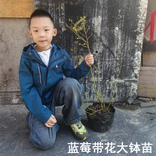 蓝莓苗树苗南方北方种植果家庭盆栽地栽结果大苗阳台当年结果