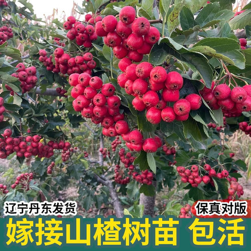 山楂树嫁接活苗南北方庭院大金星