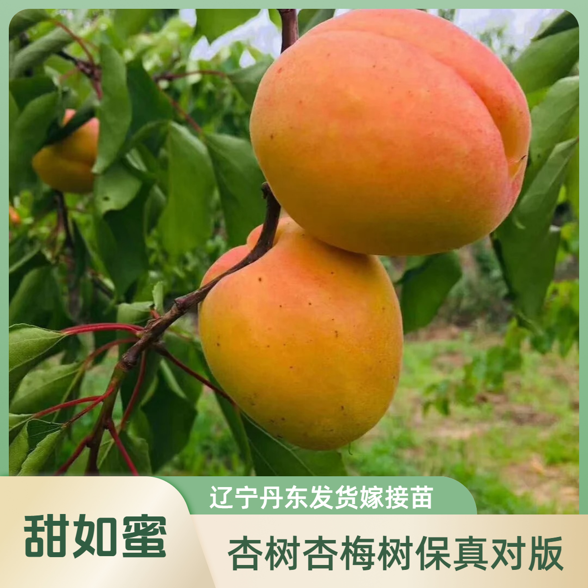 杏树苗嫁接杏树苗盆栽庭院嫁接苗