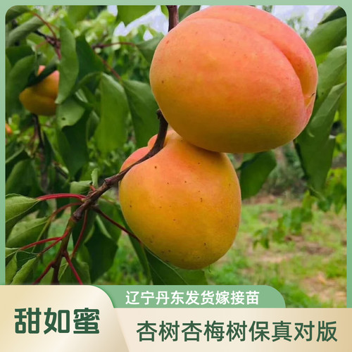 杏树苗嫁接杏树苗盆栽庭院嫁接苗