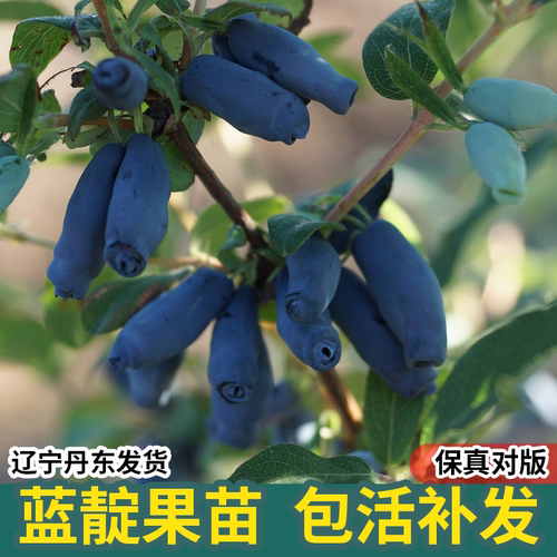 蓝靛果树苗羊奶子阳台浆果庭院