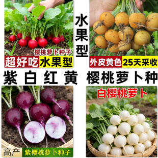 红黄白樱桃萝卜种子高产脆甜多汁四季易种阳台盆栽迷你水果萝卜籽
