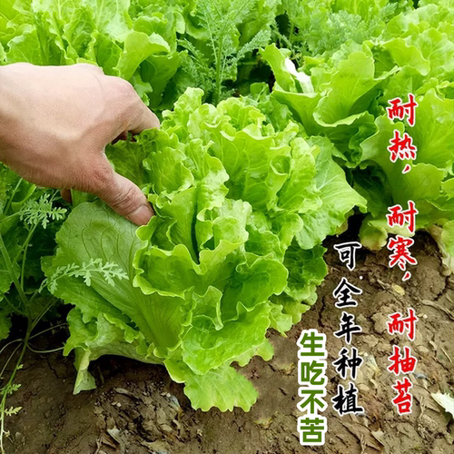 四季玻璃生菜种子阳台种菜