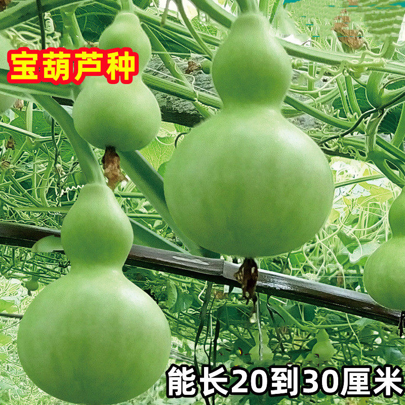 宝葫芦种子食用菜葫芦瓜可观赏可食用葫芦种籽酒葫芦厚肉早生盆栽