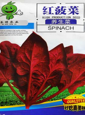 紫色菠菜种子孑蔬菜种籽春夏秋季种富含花青素红菠菜农家蔬菜种子