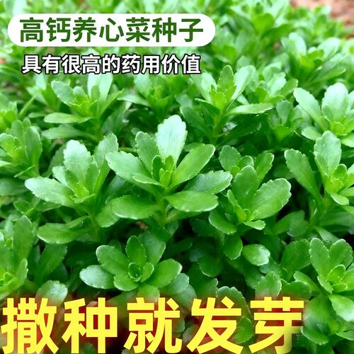 正宗养心菜种子四季播有机高钙