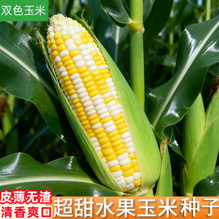 超甜水果玉米种子生吃甜糯大棒四季大田可种甜玉米水果黄苞米种籽