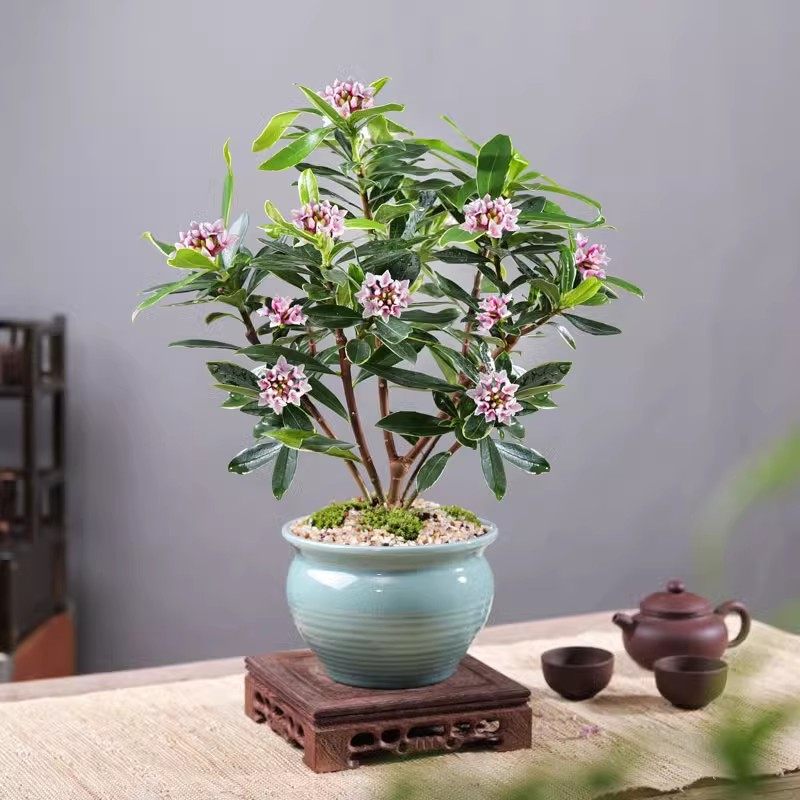 金边瑞香盆栽浓香型带花苞净化空气冬季耐寒老桩植物阳台大苗花卉
