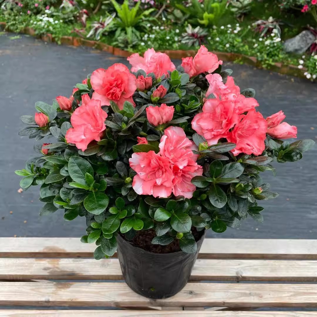 杜鹃木本植物阳台四季带花苞图片