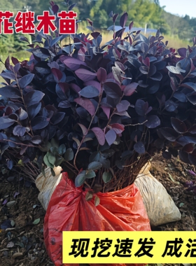 红花继木小苗红叶球桩庭院户外别墅庭院工程绿植花卉红继木树苗