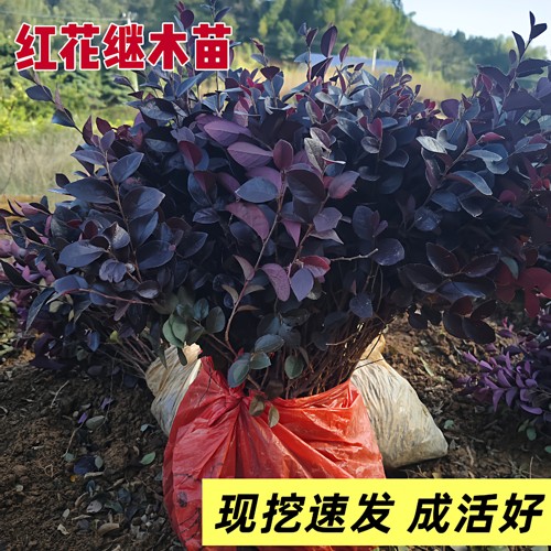 春季耐寒不落叶红花继木树苗庭院