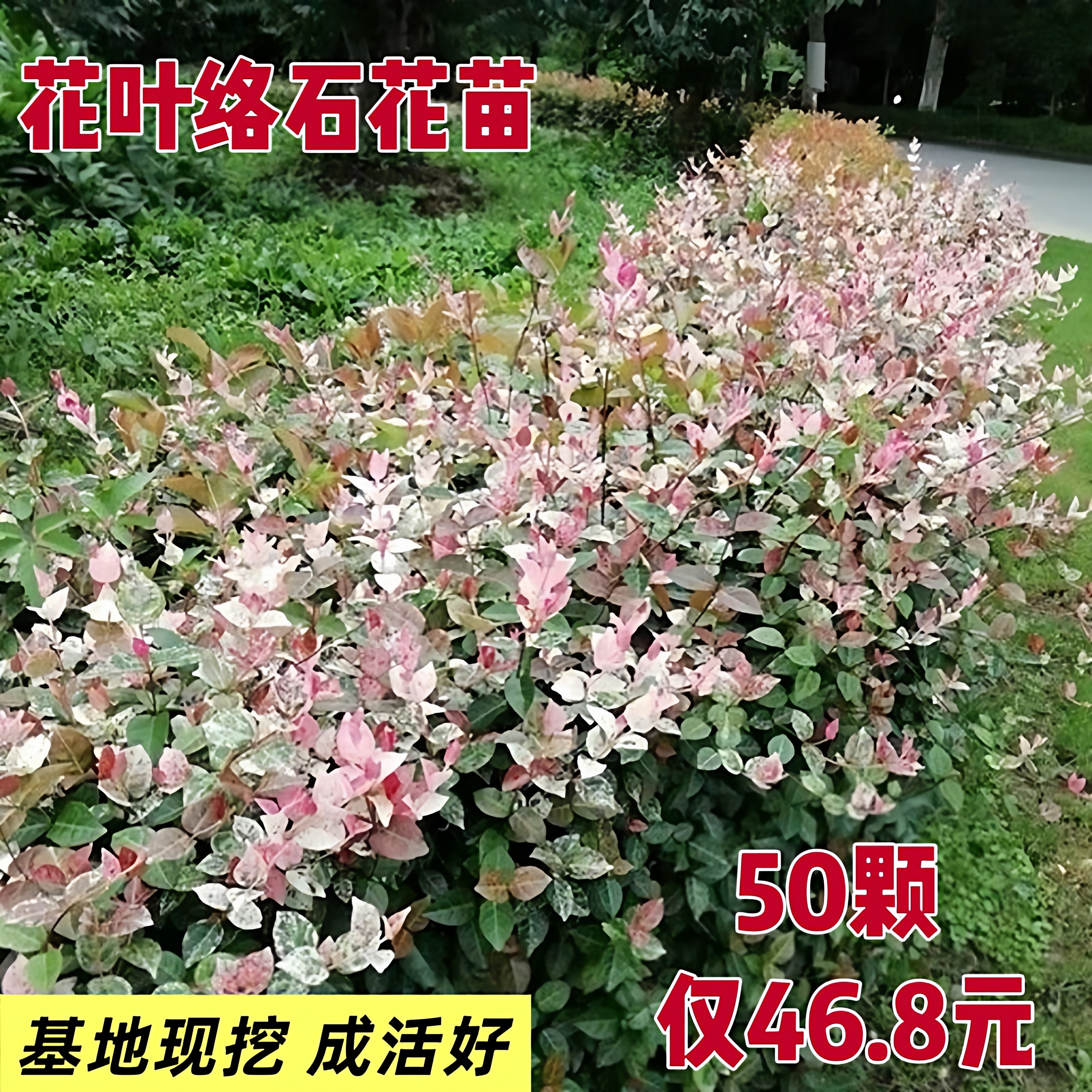 花叶络石植物五彩盆栽盆景垂吊藤花攀援阳台庭院花卉黄金络洛石