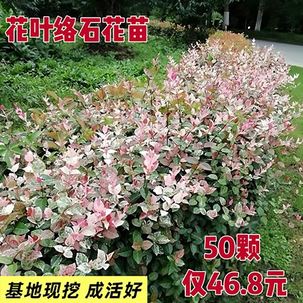 花叶络石植物五彩盆栽盆景垂吊藤花攀援阳台庭院花卉黄金络洛石