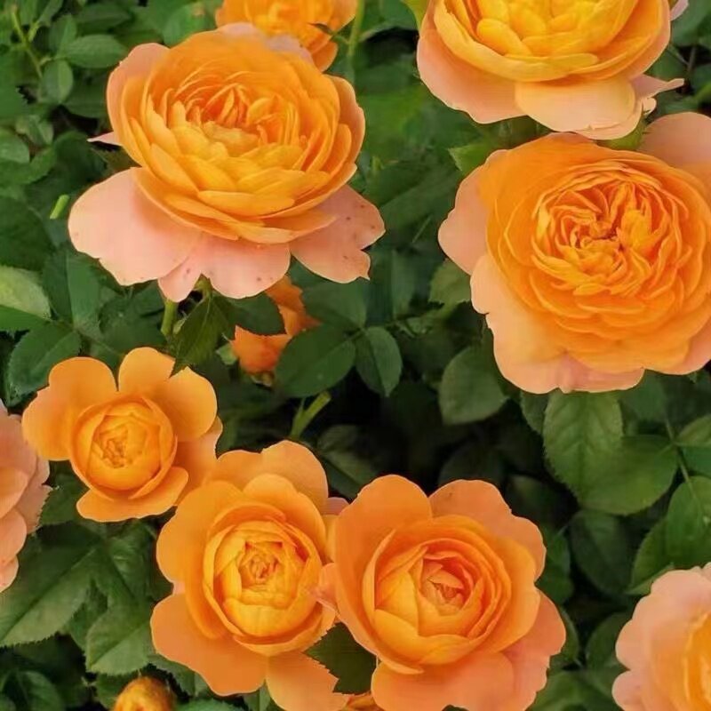 玫瑰花苗大花带花苞花卉观花绿植物盆栽月季蔷薇室内庭院阳台四季