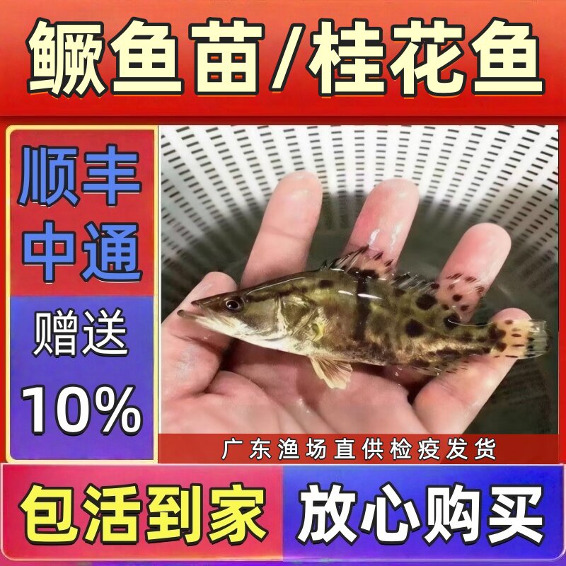 淡水鳜鱼苗翘嘴大鱼苗大眼鳜批发