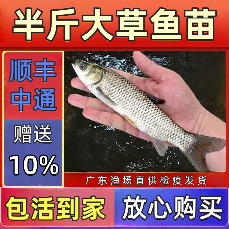 淡水养殖草鱼苗一斤大皖鱼苗四大家鱼脆皖苗特大草鱼观赏活体鱼苗