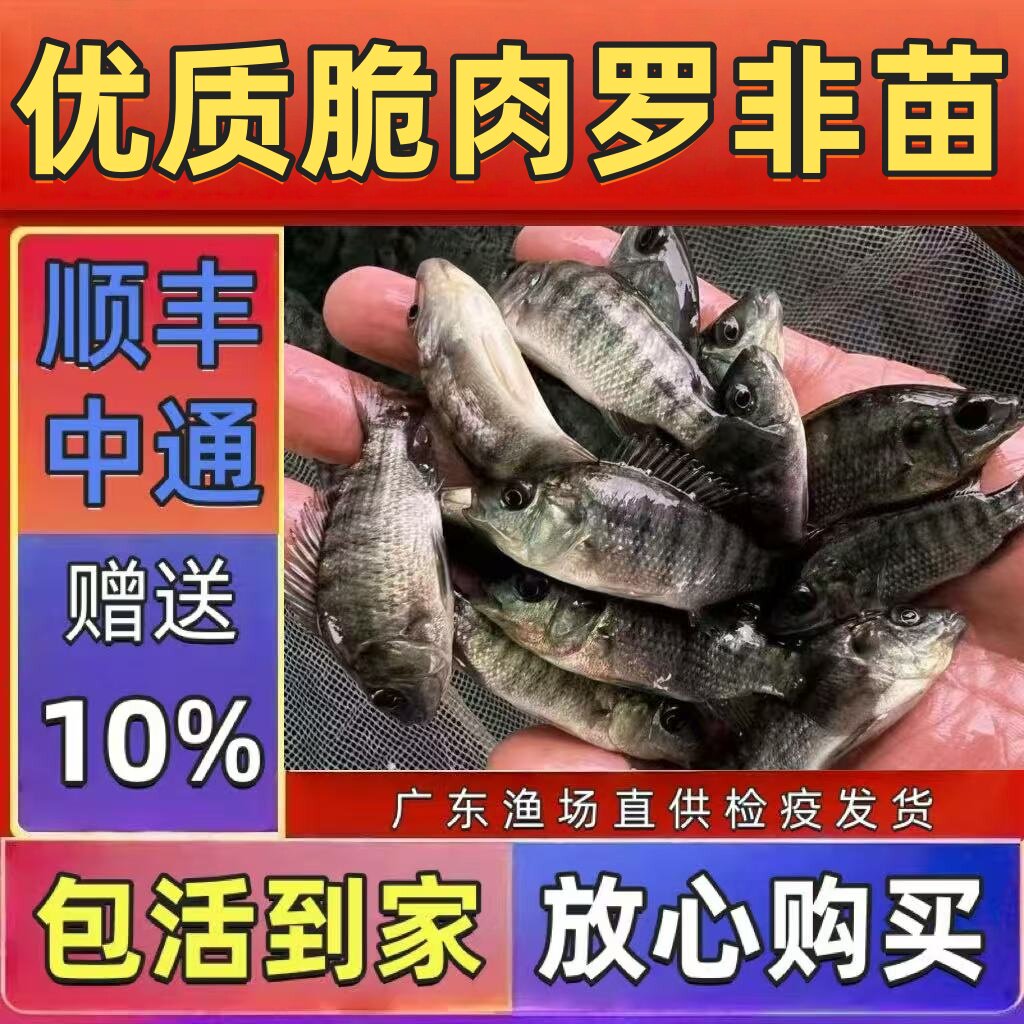 淡水罗非苗耐寒高产快大活体到家