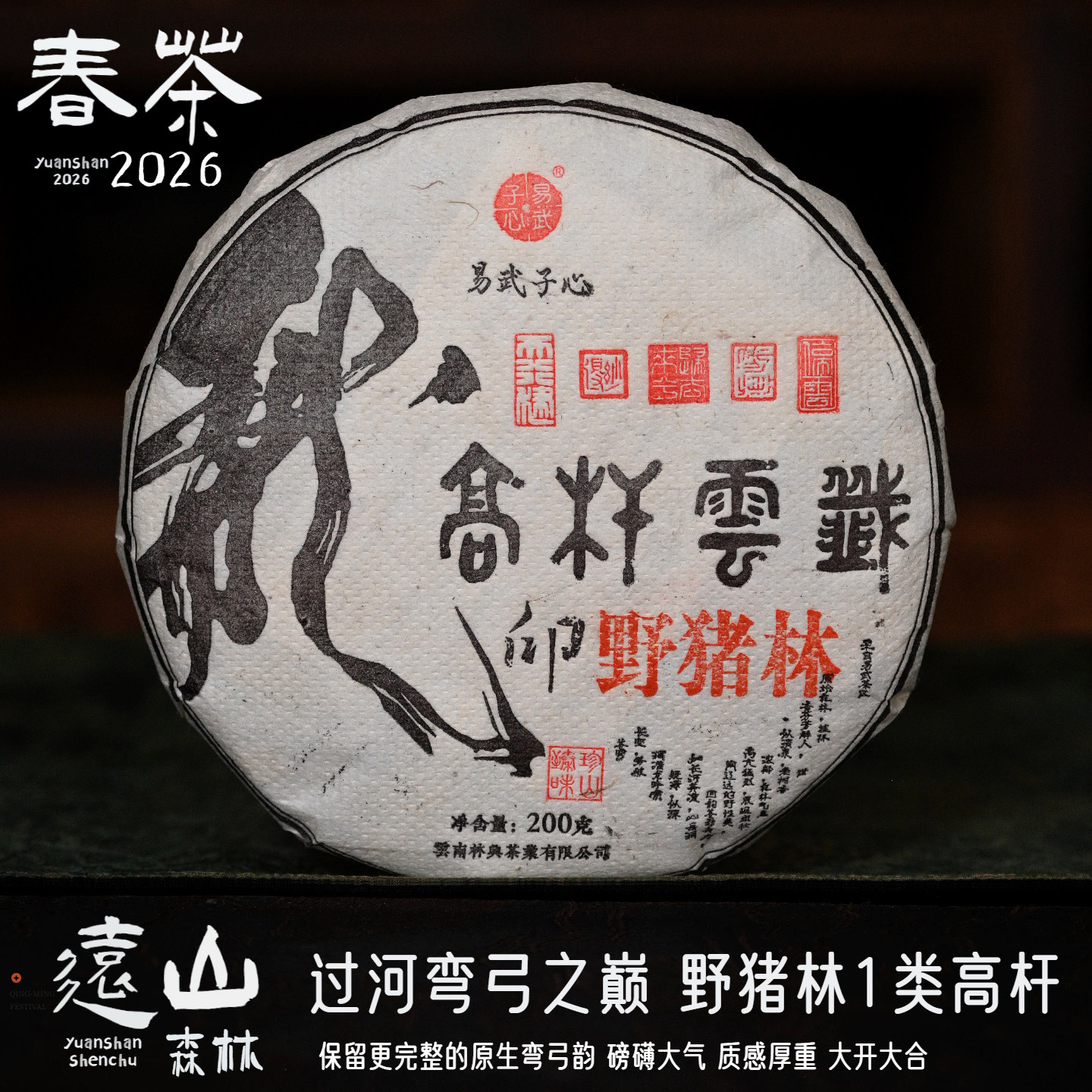 2026年易武普洱春茶 弯弓之巅野猪林高杆古树 挑采大单株过河弯弓