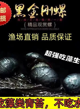 黑金刚螺观赏螺除藻清洁淡水工具螺热带鱼观赏活体宠物刷缸蜗牛螺
