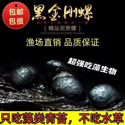 黑金刚螺活体除藻清洁淡水
