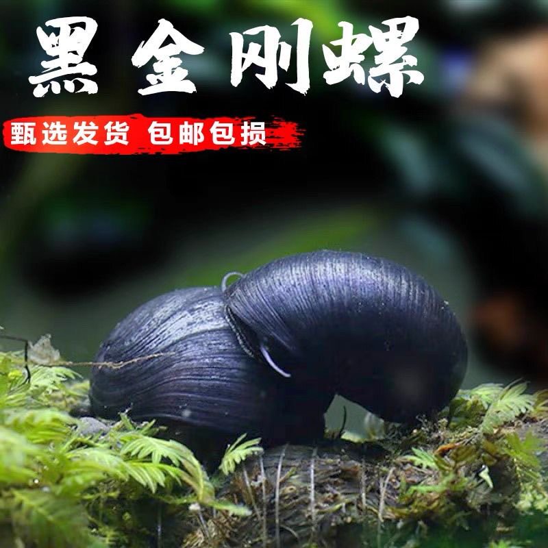 除藻强力最强除藻去绿藻褐藻丝藻清洁鱼缸吃残饵活化底床观赏螺