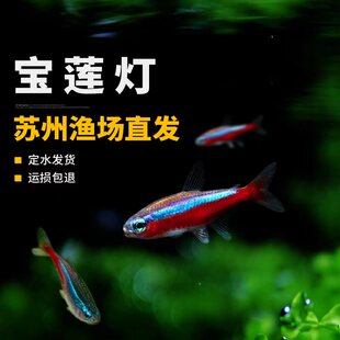 宝莲灯热带淡水鱼幼鱼红蓝绿三色小型灯科鱼10条装新手易养