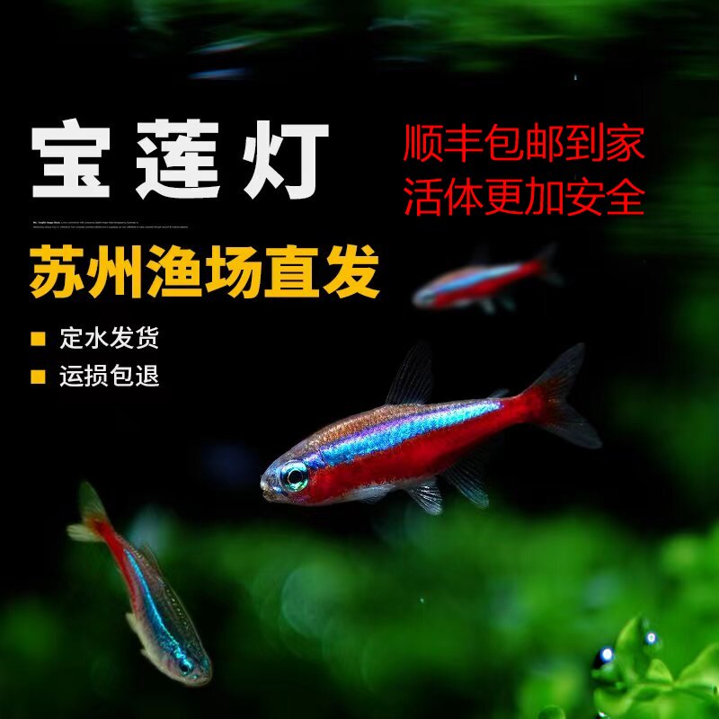 定水宝莲灯新手更容易上手图片