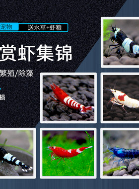 包邮套餐活体除藻极火黄米观赏虾
