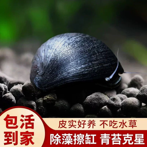 进口黑金刚螺观赏螺除藻清洁淡水工具螺热带鱼观赏活体宠物刷缸螺