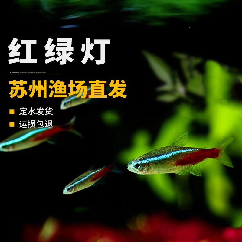 红绿灯鱼热带淡水鱼幼鱼红身绿尾金属光泽鳍新手易养10条装