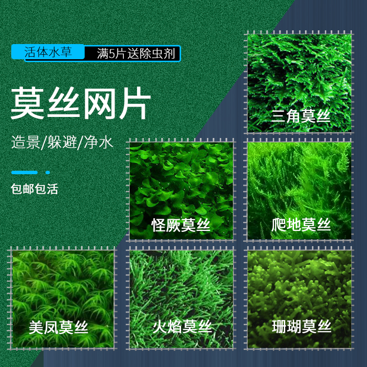 包邮水草三角莫斯片火焰水晶鹿角