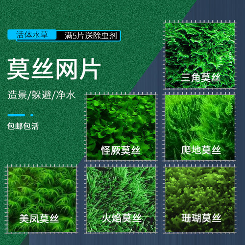 包邮水草三角莫斯片火焰水晶鹿角
