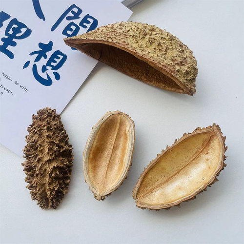 进口干花刺猬壳海参壳小南瓜椰子花自然植物装饰南美缸造景干果壳