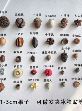 迷你果子1-3cm发夹冰箱贴干果手工diy材料标本果子自然植物果实