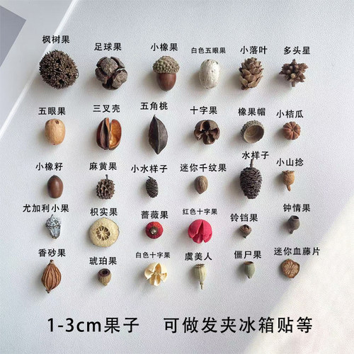 迷你果子1-3cm发夹冰箱贴干果手工diy材料标本果子自然植物果实