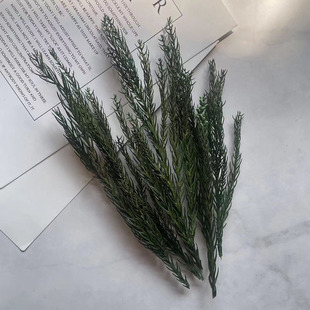 天竺少女松叶永生松枝圣诞装饰干花材香薰diy手工制作搭配草10克
