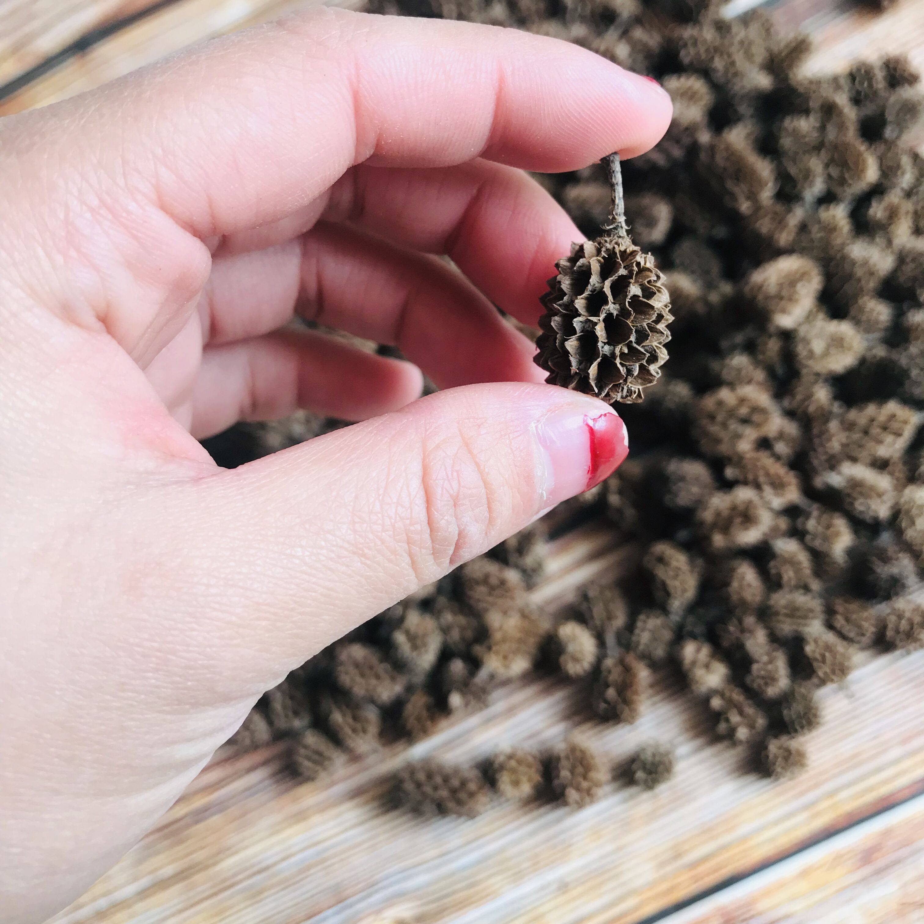 小松果马毛树马尾松天然木麻黄果实干果工艺摆件道具拍照造景材料