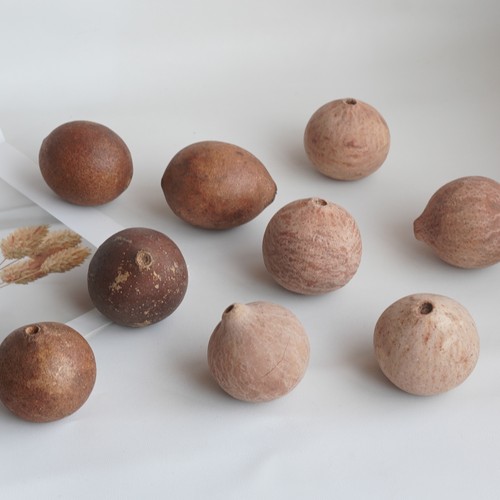 象橘天然植物手工果壳材料