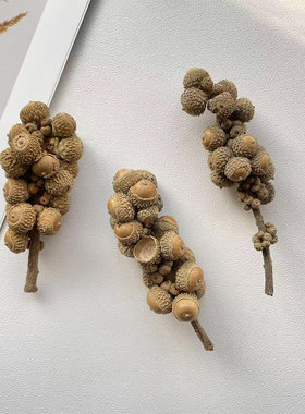 厚斗柯白柯 橡果串天然植物果实标本干果相框DIY材料拍摄布景道具