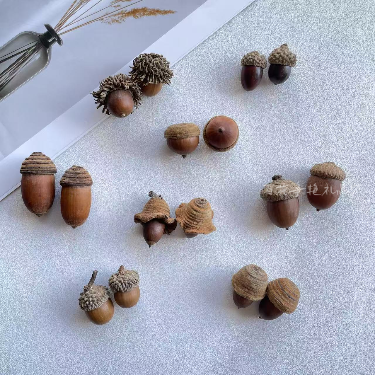 毛果青冈橡果橡子红槲栎天然果实标本diy材料自然植物北美红栎帽