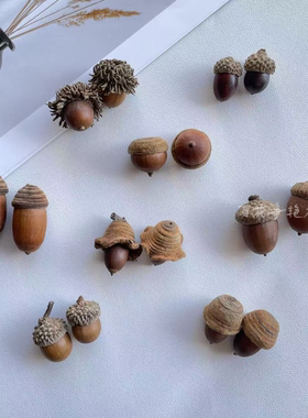 毛果青冈橡果橡子红槲栎天然果实标本diy材料自然植物北美红栎帽