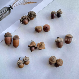 毛果青冈橡果橡子红槲栎天然果实标本diy材料自然植物北美红栎帽