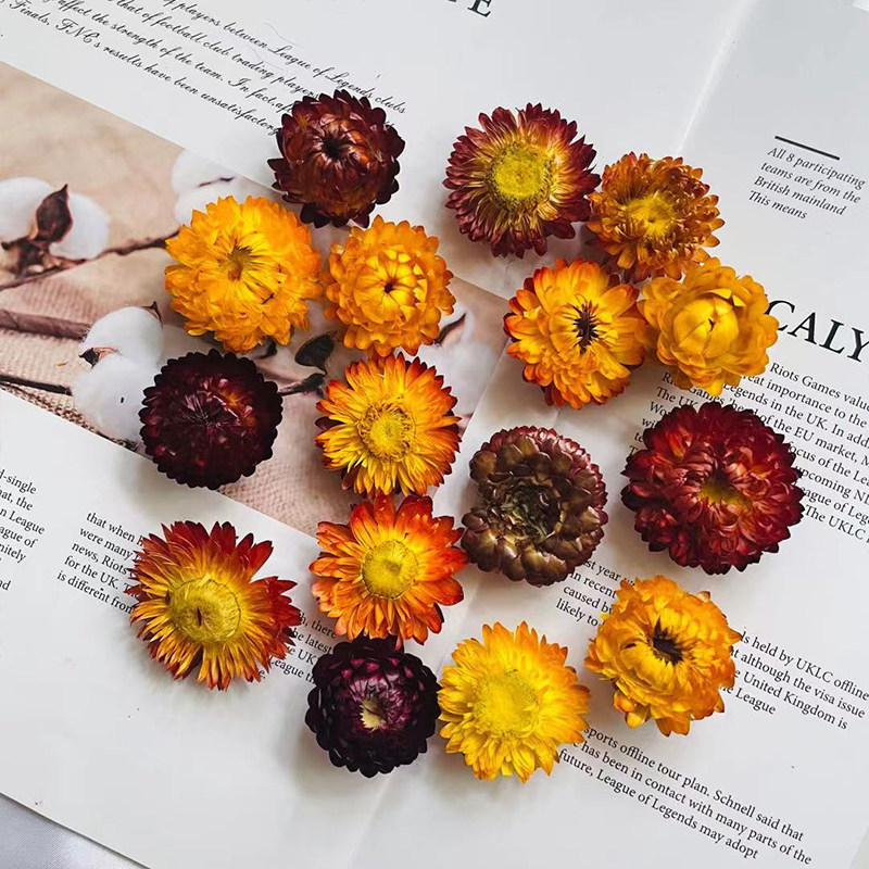 七彩菊diy干花材料包蜡菊干花小雏菊真花花朵滴蜡手工香薰蜡花材