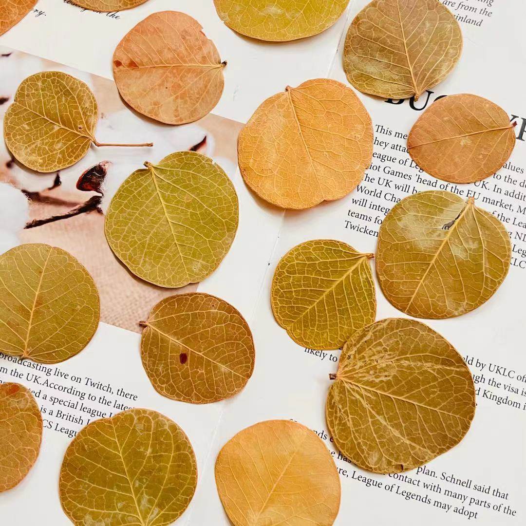 巴西圆叶叶树叶圆形小叶子干花相框饰品花环永生花材料配书签天然