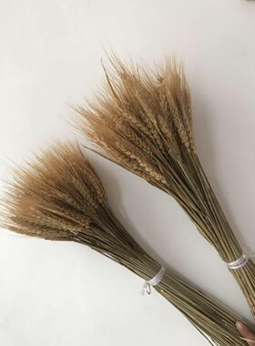 天然新款干花包花束麦穗道具拍摄拍照背景真大麦杂粮场景装饰品