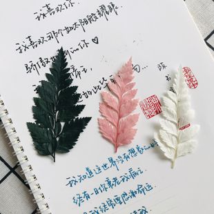 高山羊齿叶永生花diy材料包龙须蕨叶干燥花材配叶植物标本