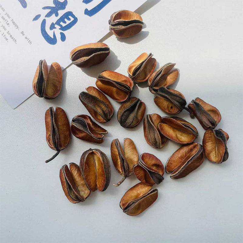 【三叉壳】天然植物进口果壳 手工diy材料植物标本画幼儿环创教学